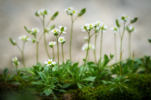 Common Whitlowgrass
