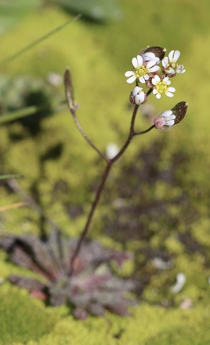 Common Whitlowgrass