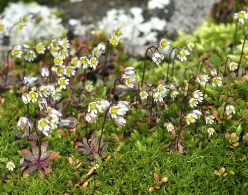 Common Whitlowgrass