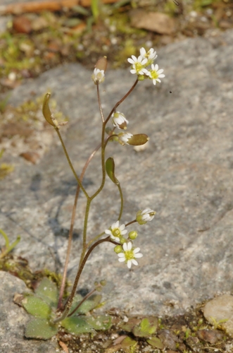 Common Whitlowgrass