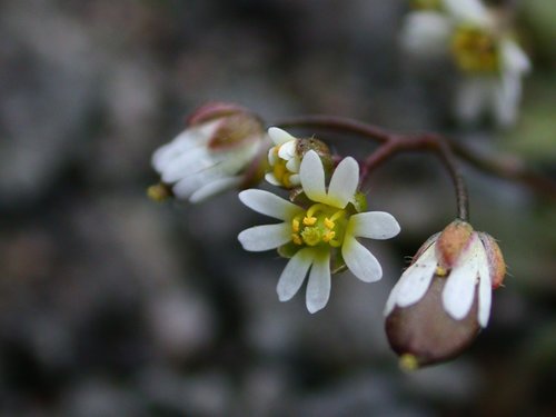 Common Whitlowgrass