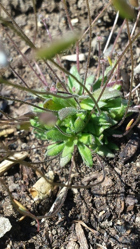 Common Whitlowgrass