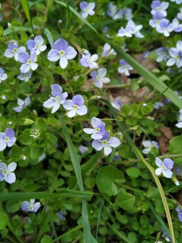 Slender speedwell