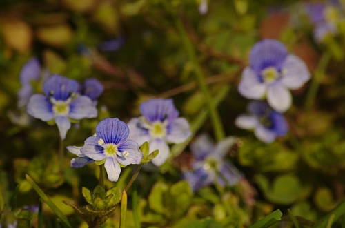 Slender speedwell