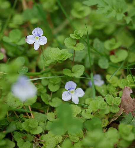 Slender speedwell