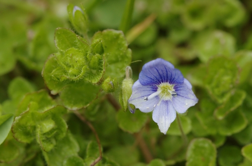 Slender speedwell