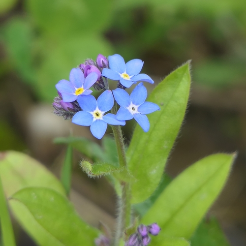Wood Forget-me-not