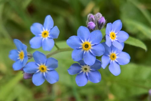 Wood Forget-me-not