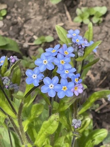 Wood Forget-me-not