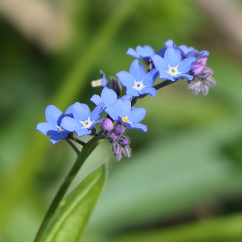 Wood Forget-me-not