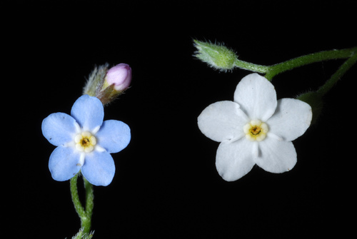 Wood Forget-me-not