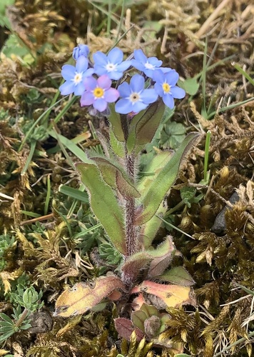 Wood Forget-me-not