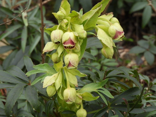 Stinking hellebore