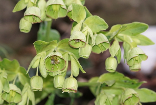 Stinking hellebore