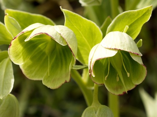 Stinking hellebore
