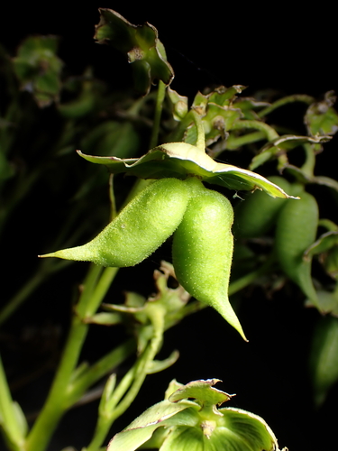 Stinking hellebore