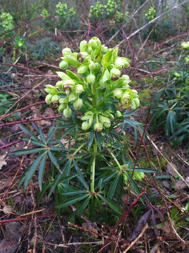 Stinking hellebore