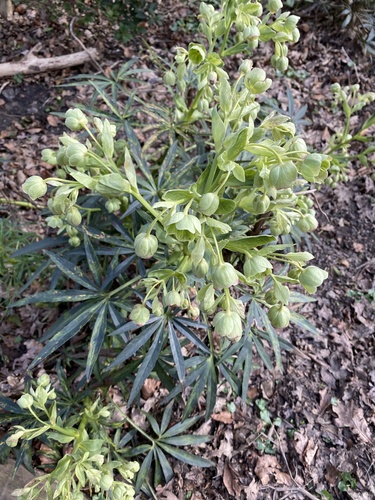 Stinking hellebore