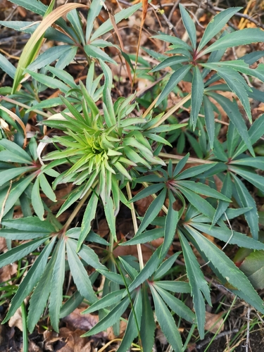 Stinking hellebore