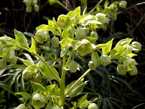 Stinking hellebore