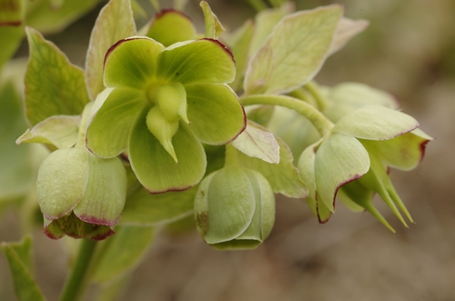Stinking hellebore