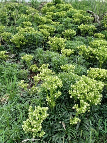 Stinking hellebore