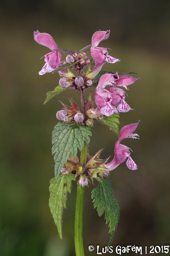 Spotted deadnettle