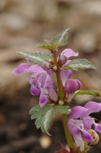 Spotted deadnettle