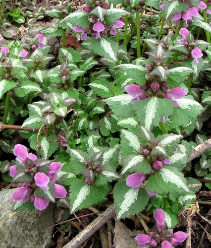 Spotted deadnettle