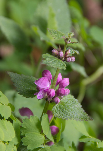 Spotted deadnettle