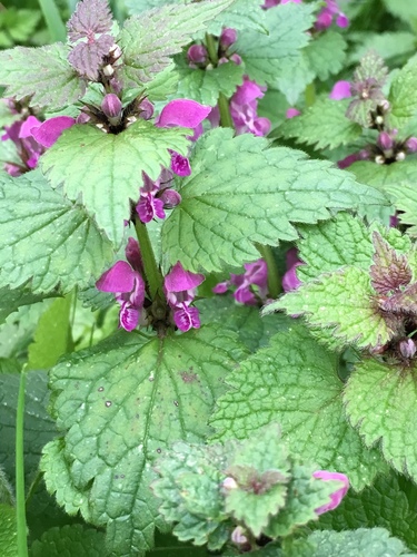 Spotted deadnettle