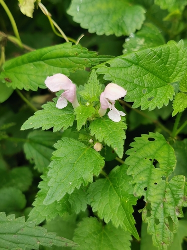 Spotted deadnettle