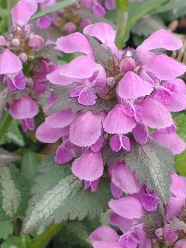 Spotted deadnettle