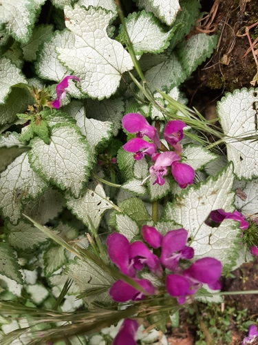 Spotted deadnettle