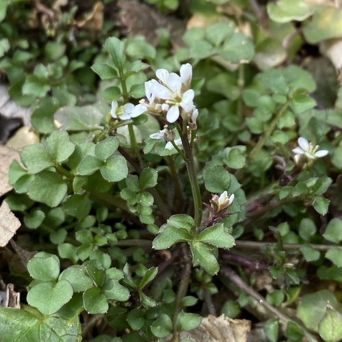 hairy bittercress