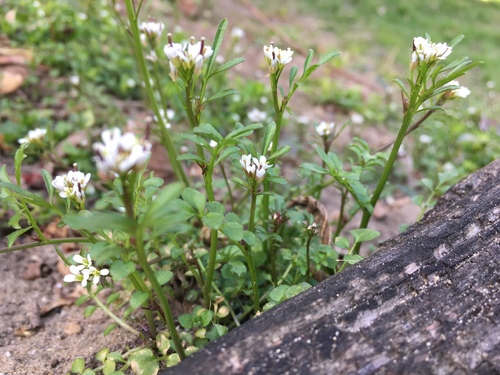 hairy bittercress
