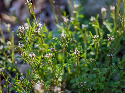 hairy bittercress