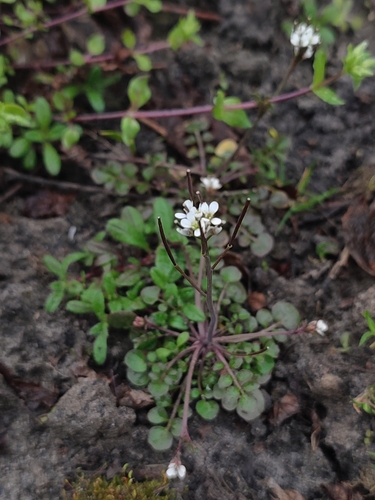 hairy bittercress