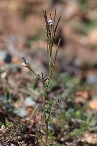 hairy bittercress