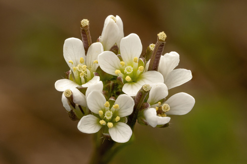hairy bittercress