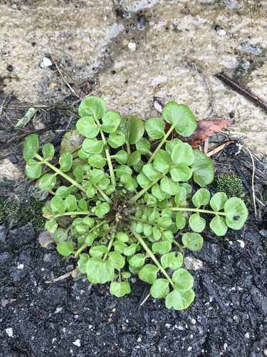 hairy bittercress