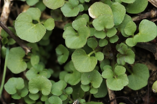 hairy bittercress