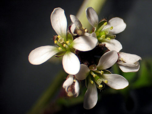 hairy bittercress