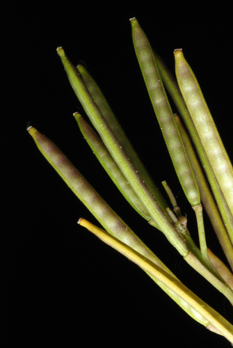 hairy bittercress