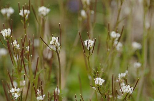 hairy bittercress