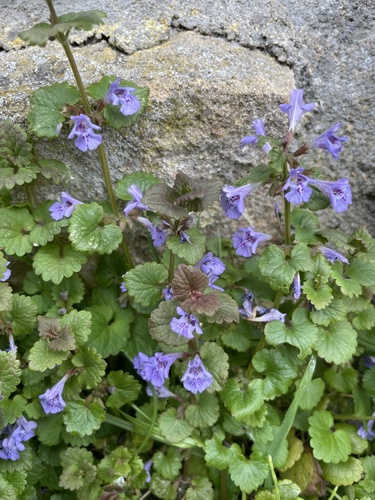 ground-ivy