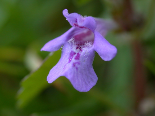 ground-ivy