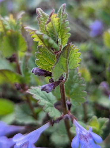 ground-ivy