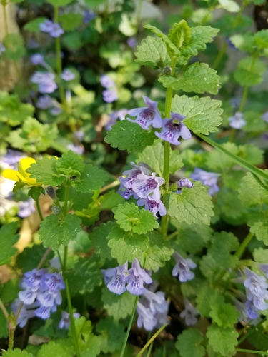 ground-ivy