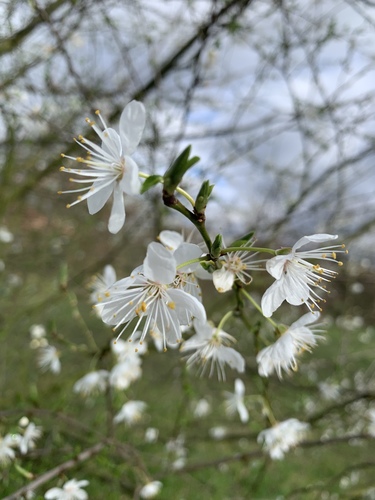 Cherry-plum